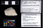 Foto (Objekt + Etikett) von Goniodromites bidentatus (Reuss, 1859)  (NHMW-GEO-2014-0194-0996)